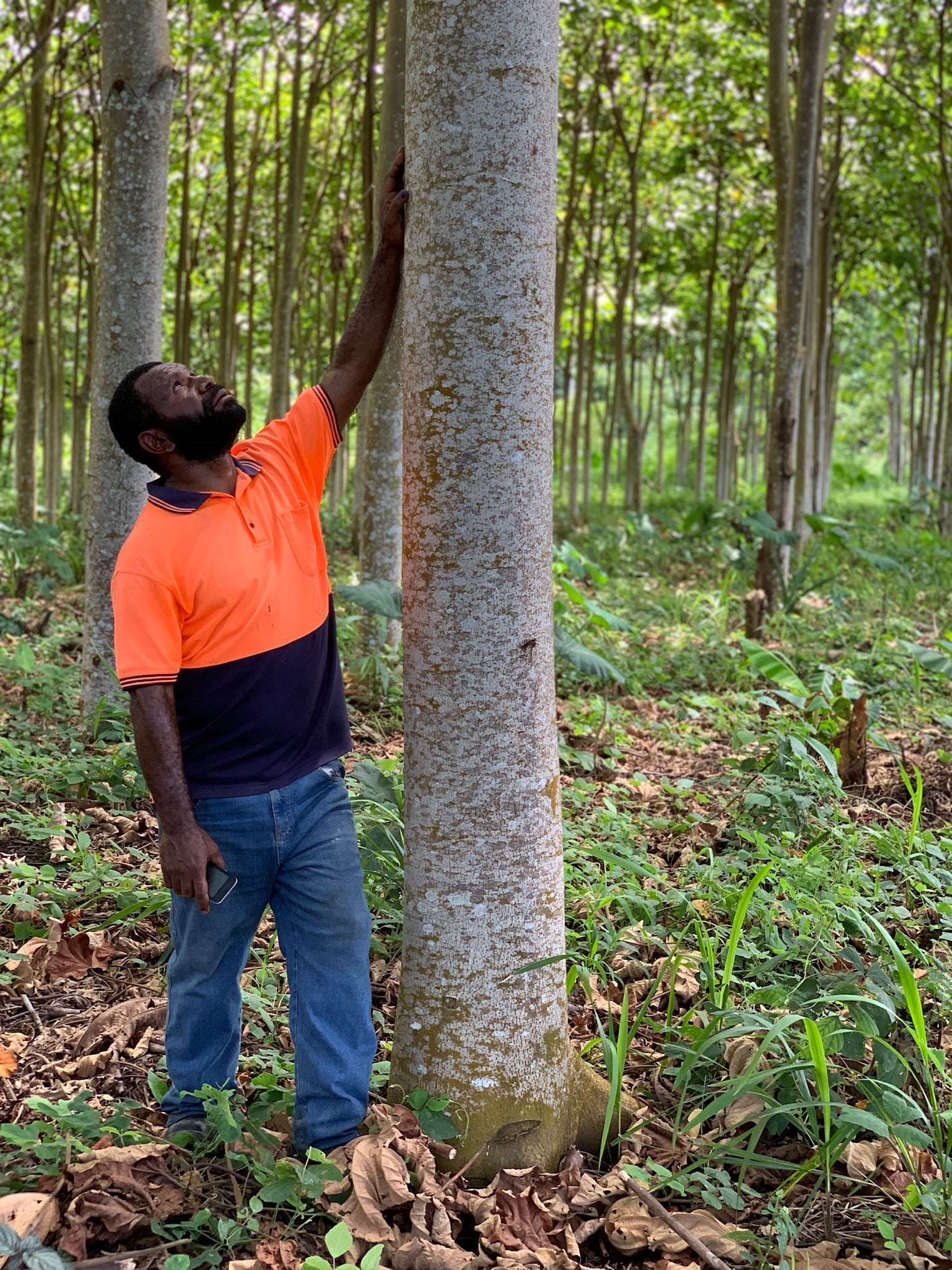 Balsa tree plantation Ulatawa PNG