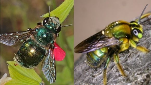 Support Green Carpenter Bee Conservation on Kangaroo Island